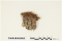 藏品(真苔科)的圖片
